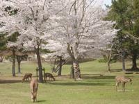 Nara -  ein letzter Blick auf die zahmen Rehe im Nationalpark