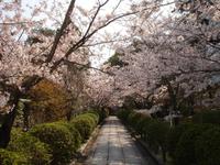 Kyoto - Park in der Altstadt ohne Geishas