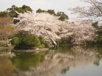 Kyoto - Ryonaji-Tempel mit Zen-Garten
