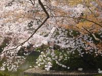 Kyoto - Ryonaji-Tempel mit Zen-Garten
