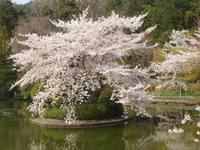 Kyoto - Ryonaji-Tempel mit Zen-Garten