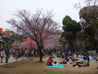 Kirschblütenfest in Tokio