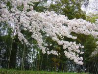 Okayama Korakuen Garten (Wandelgarten)