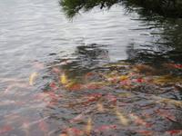 Okayama Korakuen Garten (Wandelgarten)