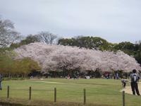 Okayama Korakuen Garten (Wandelgarten)