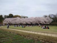 Okayama Korakuen Garten (Wandelgarten)
