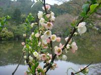 Garten im Ryoanji Tempel