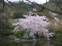 Garten im Ryoanji Tempel