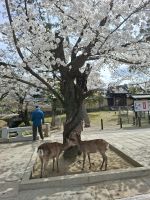 Ausflug nach Nara