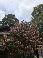 Ausflug nach Nara