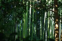 Bambus-Wald