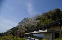 Besuch des Kamakura Hase Tempel