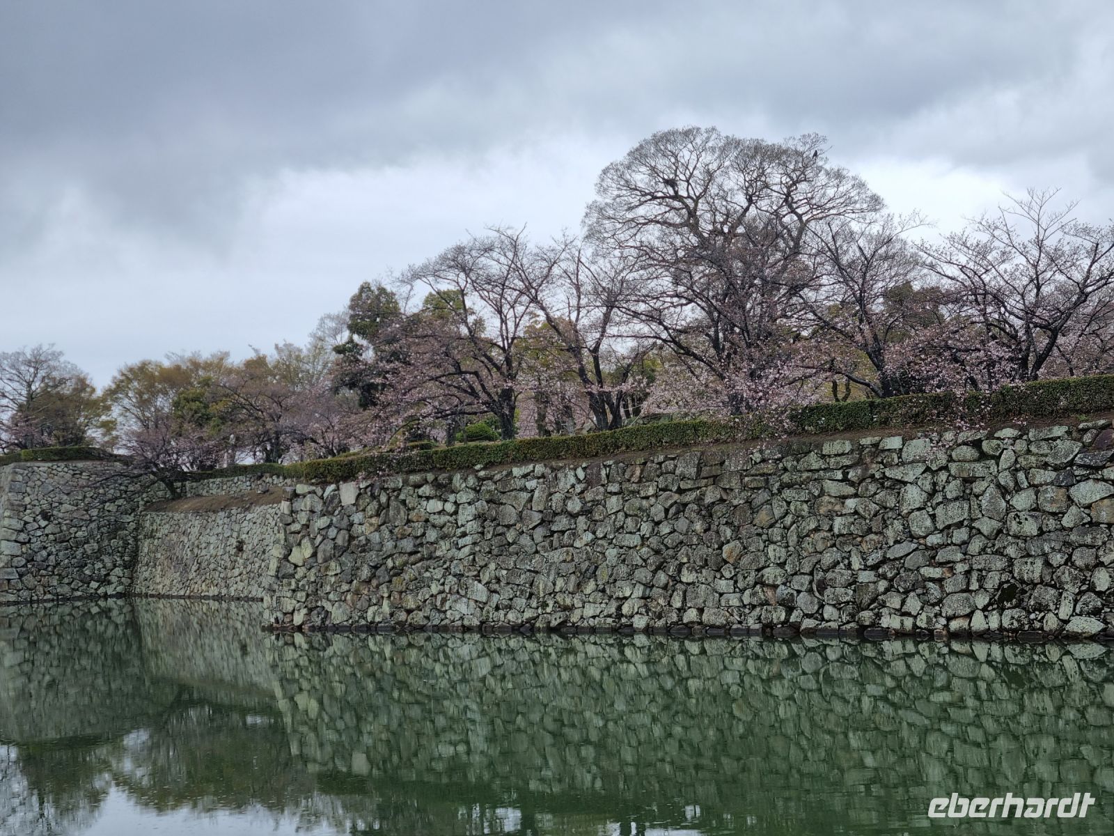 Burg Himeji - Kirschblüte 