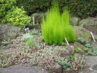 Garten im Hasedera