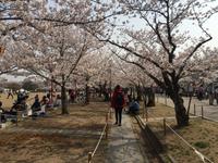 Himeji - Burg des weißen Reihers