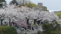 Hiroshima, Kirschblüte