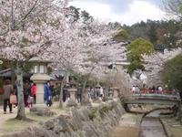 Insel Miyajima 