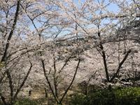 Insel Miyajima