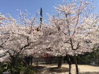 Insel Miyajima