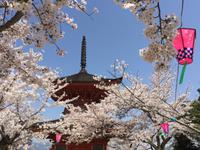 Insel Miyajima
