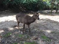 Insel Miyajima