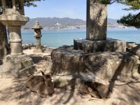 Insel Miyajima