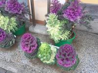 Kamakura - Zierkohl