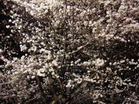 Kirschblüte 