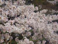 Kirschblüte 