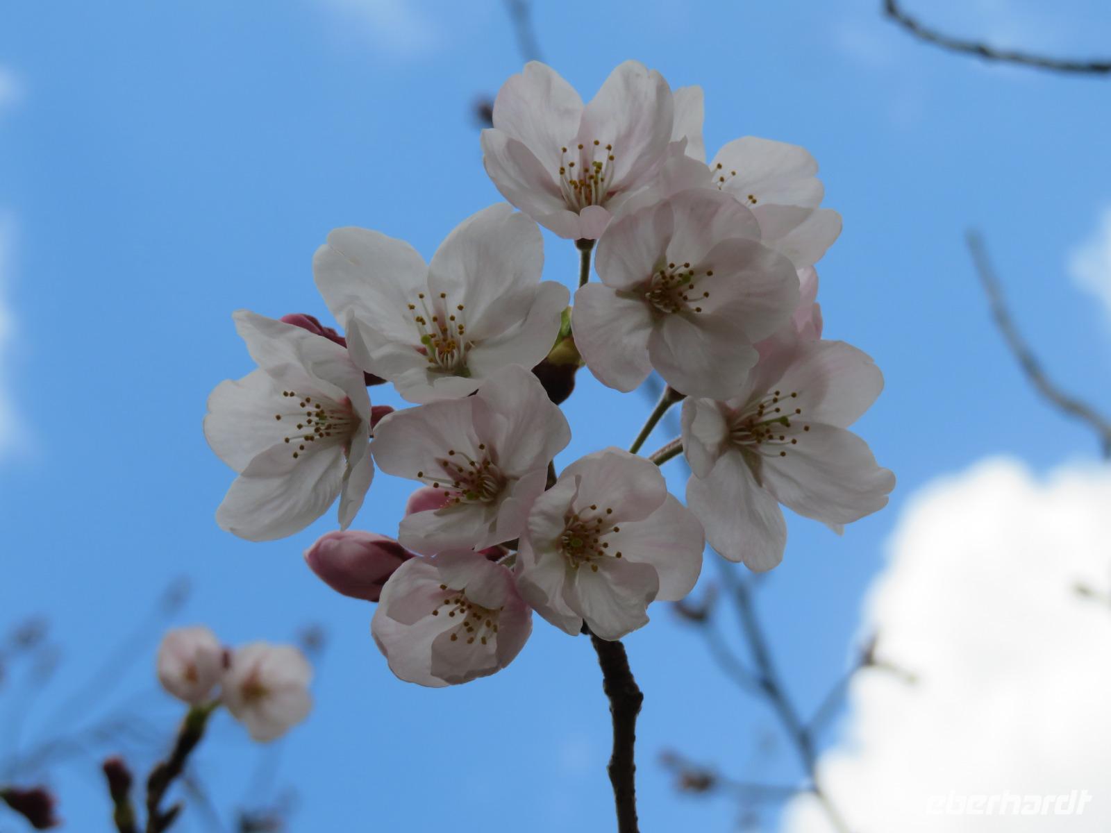 Kirschblüte