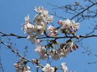 Kirschblüte
