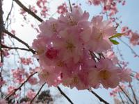 Kirschblüte