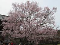 Kirschblüte