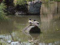 Kyoto - Heian Schrein