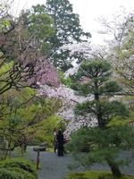 Kyoto - Ryoanji-Tempel - der Park