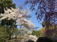Kyoto - Ryoanji-Tempel