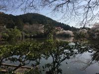 Kyoto - Ryoanji-Tempel