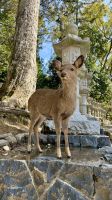 NARA PARK, Nara, Japan