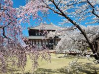 Nara - Todaiji-Tempel