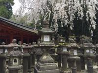 Nara-Park