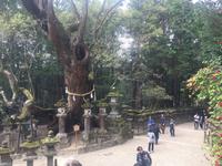 Nara-Park