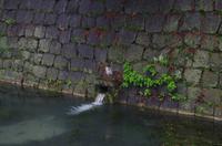 Reiher in Kyoto
