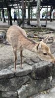 Rundgang auf Miyajima Island 