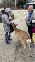 Rundgang auf Miyajima Island 