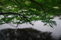 Ryoanji - Kyoto