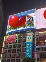 Shibuya Kreuzung