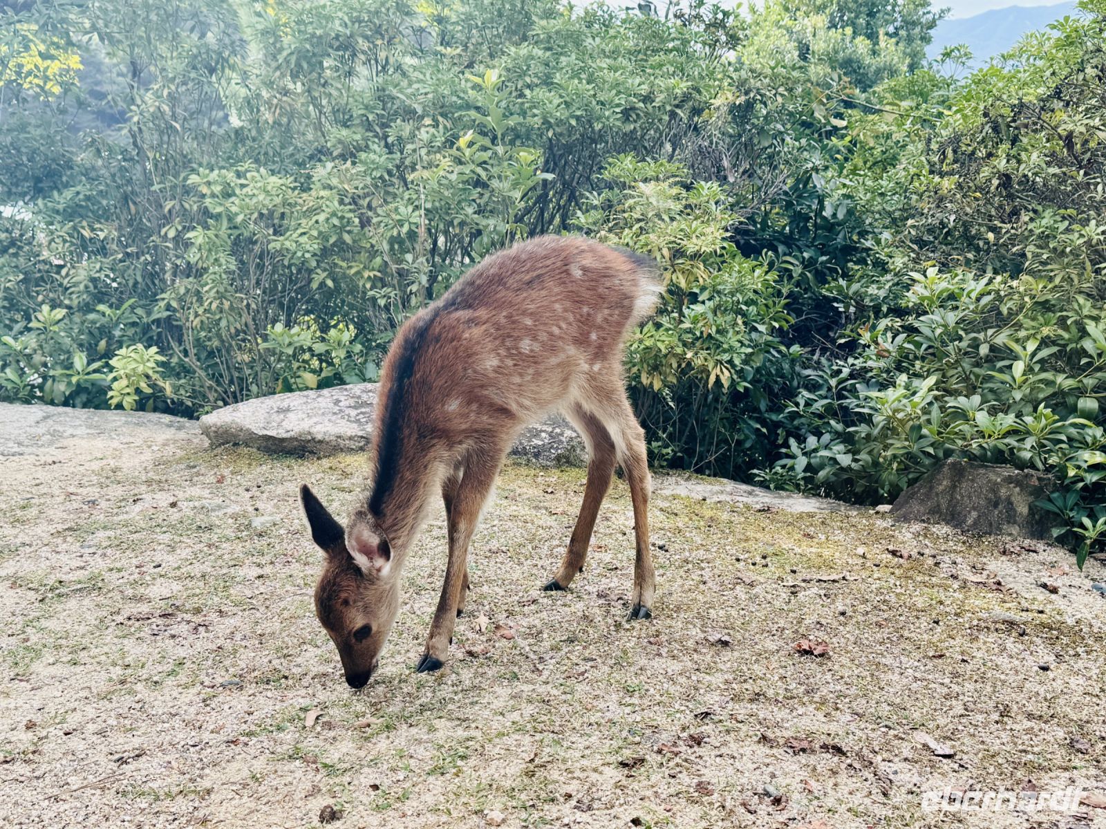 Tag 9 - Sikahirsch