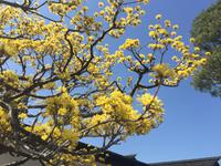 Takayama Jinya