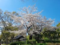 Tokio - Hibiya Park