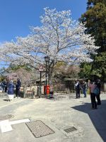 auf der Insel Miyajima